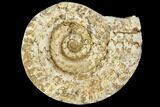 Polished Ammonite (Hildoceras) Fossil - England #103993-1